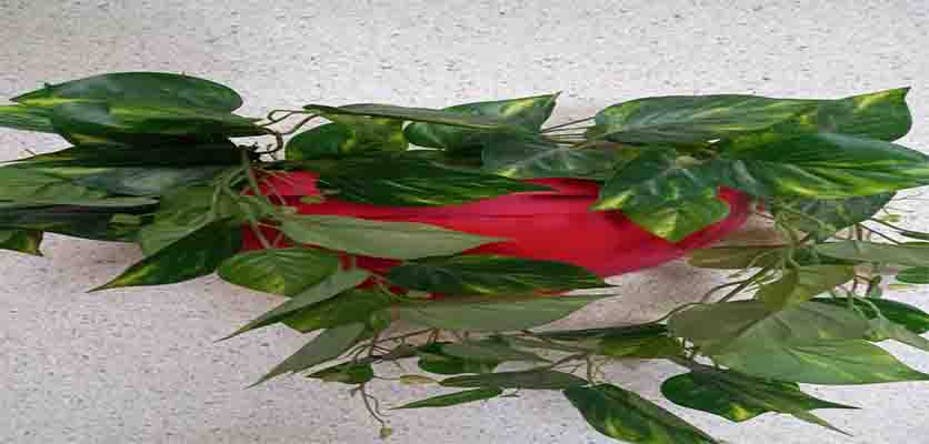 پانسیون مطالعاتی اصفهان دکتر آذین گازر