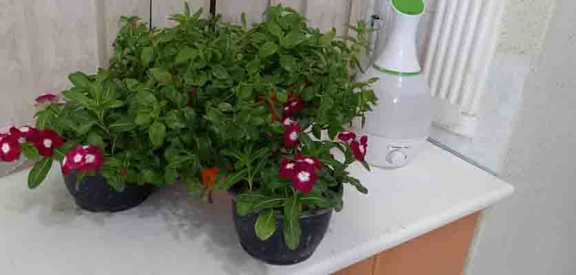 کتابخانه در اصفهان دکتر آذین گازر